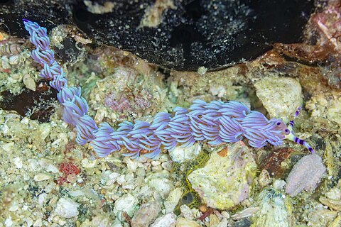 Blue dragon (Pteraeolidia ianthina), Anilao, Philippines