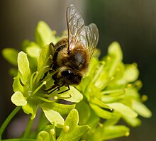 Včela na květu – detailní záběr