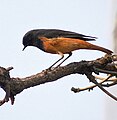 Male; Bhopal, Madhya Pradesh, India