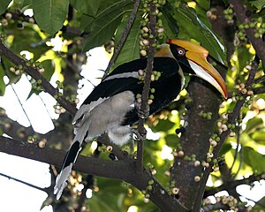 Buceros bicornis, ino