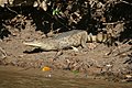 Spectacled caiman, Caiman crocodilus