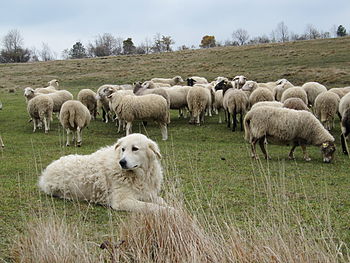Ovčácký maremmansko-abruzzský pastevecký pes hlídající stádo ovcí ve slovinské občině Divača