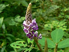 Desmodium heterocarpon (1461963475).jpg