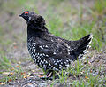 Thumbnail for Siberian grouse