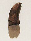 The holotype tooth of Dromaeosauroides.