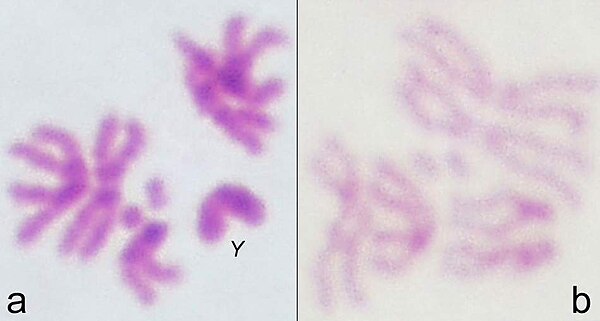 Drosophila metaphase chromosomes