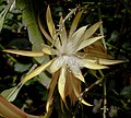 * Nomination Epiphyllum anguliger, Botanic Garden, Munich, Germany --Poco a poco 18:48, 11 June 2012 (UTC) * Promotion Good quality. --Cayambe 10:06, 12 June 2012 (UTC)