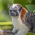 Geoffroy's tamarin