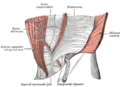 El ligamento interfoveolar o de Hesselbach (vista anterior)