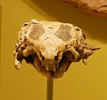 Hypsognathus fenneri skull
