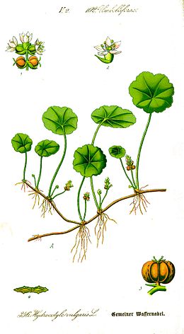 Pelkinė raistenė (Hydrocotyle vulgaris)