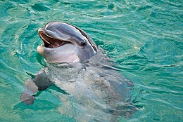 Palackorrú delfin (Tursiops truncatus)