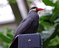 Inca tern