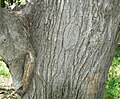 Japanese Pagodatree (Sophora japonica) bark