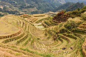 Les rizières en terrasses de Longsheng, dans le Guangxi (Chine). (définition réelle 6 016 × 4 016)