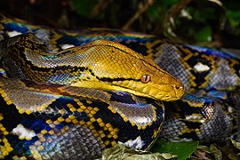 Krajta mřížkovaná, patrně nejdelší žijící had na světě