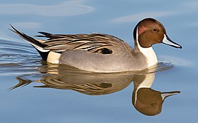 Male northern pintail at Llano Seco