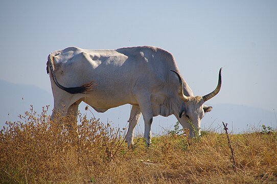 "Maremmana_cattle_2008.jpg" by User:Mike.fabian