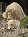 Parende leeuwen in Ouwehands Dierenpark