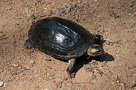 Melanochelys trijuga (Schweigger 1812) - Indian black turtle.jpg