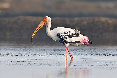 Painted stork, by JJ Harrison