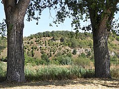 Trockenrasenfläche mit Wacholderbeständen im westlichen Bereich des Weinbergs.