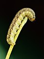 Large yellow underwing caterpillar