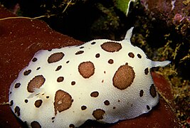 Doris dalmatien (Peltodoris atromaculata), un nudibranche doridien