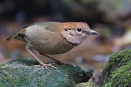 Pitta oatesi female - Mae Wong