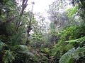 El Yunque Rain Forest