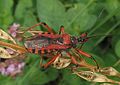 Harpactorinae : Rhynocoris iracundus, le réduve irascible.