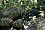 Garden with rocks, water pond, and tropical plants