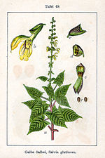 Klibbsalvia Salvia glutinosa