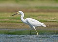 Image 25Snowy egret in Jamaica Bay Wildlife Refuge