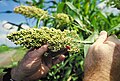 O sorgo foi o cereal máis difundido nas antigas agriculturas subsaharianas.