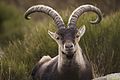 Zahodnošpanski kozorogi, imenovani tudi Gredos ibex (Capra pyrenaica victoriae), avtohtoni v Sierri de Gredos.