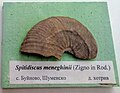 en:Spitidiscus meneghinii (Zigno et Rod.), Lower Hauterivian, Buynovo, en:Shumen Province at the en:Sofia University "St. Kliment Ohridski" Museum of Paleontology and Historical Geology