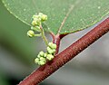 ウラジロエノキの花