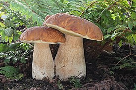 Boletus edulis