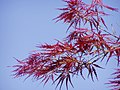 Acer palmatum 'Rubrum'