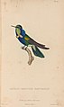 Oiseau-Mouche Natterer (Ornismya Nattereri) illustriert von Prêtre