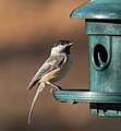 Image 105Black-capped chickadee at a feeder in Green-Wood Cemetery