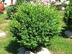 Buxus sempervirens