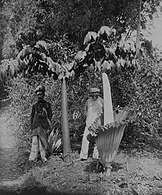 Two titan arum in Sumatra, Indonesia (ca. 1900–40); one in leaf, which can reach up to 6 m (20 ft) tall, and one in bloom