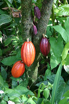 Harilik kakaopuu