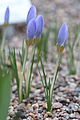 Crocus abantensis (F)