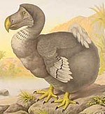 Picture of the now extinct bird the Dodo