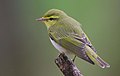 Mets-lehelind (Phylloscopus sibilatrix)