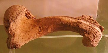 Fémur fosilizado de centrochelys burchardi