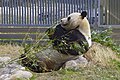 Kobe Oji Zoo as home of the giant and red pandas